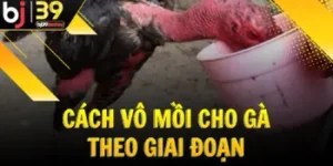 cach-vo-moi-cho-ga-theo-giai-doan