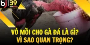 vo-moi-ga-da-la-gi-vi-sao-quan-trong
